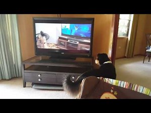 Dog reacts to German shepherd howling with wolves from Zootopia