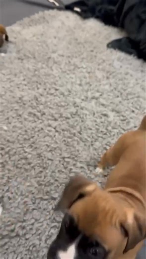 Visit >>>https://pureboxerpuppies.com Meet our beautiful Boxer babies each one is a bundle of love waiting for a second chance at happiness🐶💖 They’ve been cared for with so much love, and now it’s their turn to bring joy to a new family. Boxers make incredible companions with their loyal hearts and playful souls. #CuteBoxers #BoxerCuties #BoxerBaby #BoxerPuppyEyes #PawfectBoxer #FluffyBoxerLove #BoxerPuppyJoy #WiggleButtBoxer #BoxerCutenessOverload #BoxerSnuggles #rescue #BoxerPuppyPage #DogLo