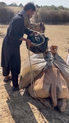 What a feeling of camel during loading with water
