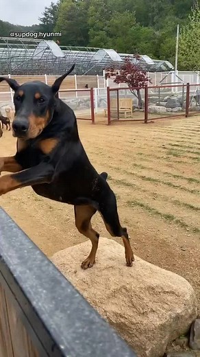 Dog Breed ➡️ #DOBERMANN From @supdog.hyunmi #도베르만 #arispedigree #arispedigreeonline #molosser