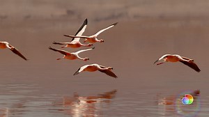 Animals, keeping the planet weird 😂 | The Dodo