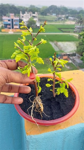 Amazing Method for Grow Tamarind tree from Cutting by Tomato
