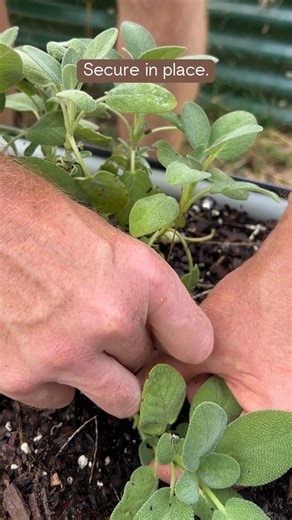 This takes only two minutes to do and means lots more plants for free! | Natural Living Ideas