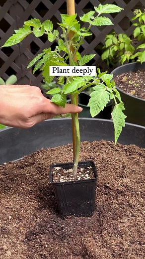 The weather is finally starting to warm for us in the PNW 🌊. It’s been a cold, wet, and long spring.🌧🥶🌷☀️Tomatoes thrive best in full sun (6 hours) and in fertile, and well-drained soil. Planting tomatoes deep has always worked well for us. The potting soil we use is amended with organic compost and worm castings. More info below.⬇️🪴If growing in containers, we plant indeterminate varieties in 20 gallons and determinates in 15 gallons. For in-ground or raised beds, they can be spaced 18-24”