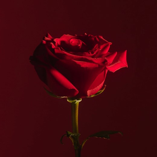 The Artistry of Frederic Malle Roses is completely unique to the Editions de Parfums. Each Rose owns a unique character, unveiling different sides. Discover these facets at rstns.shop/FredericMalle. #fredericmalle #roseperfume #perfume | Rustan's