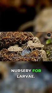 Sloth's Secret Ecosystem: Moths, Algae & Poop! #shorts