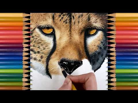 Drawing a Cheetah in Colored Pencil - Time-Lapse | Jasmina Susak