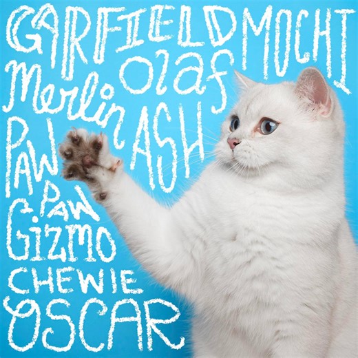 200+ Boy Cat Names for Your New Feline Friend