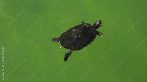 A single red-eared slider turtle gracefully glides through the emerald-green waters of a tranquil pond. Red-Eared Turtle's Underwater Journey