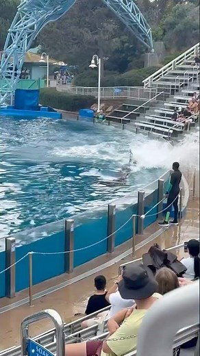 Pilot Whale Splashes the Crowd!