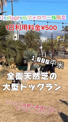 cd_base_sano/ドッグラン&カフェ on Instagram: "いつもご利用いただき誠にありがとうございます！ ついに2024.11.9超大型ドッグランにカフェがオープンしました！！ ドッグランもさらにパワーアップし皆様により一層楽しめる空間をお届けできたらと思っております！ ドッグラン総面積1000m以上で愛犬も飼い主も大満足！ 広々エリアで思いっきり走れる、遊べる、楽しめる★ フリーエリアと小型犬エリアの2エリア完備！ これがCD BASE SANOポイント！ ❤︎北関東最大級の広さ！ ❤︎ 全面天然芝 ❤︎有名アーティストのアートウォール ❤︎どこでも映えスポットになります ♥❤︎併設カフェ店内ワンちゃん同伴OK ❤︎カフェテラスはフリースペース！景色をながめならがchill Time突入‼︎ 愛犬との最高の時間を楽しむ準備はできていますか？🎉 インスタグラムフォロワー様限定で なんと、全犬種利用料1日500円！！！！！ 初めてご来店のお客様へ！ 9:00-17:00の間に受付にて新規会員登録をお済ませ下さい🙏 1年以内の狂犬病予防注射、混合ワクチン接種（写真可）
