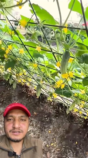 Using Netting for Cucumber Plant Protection #CucumberFarming #NetProtection #FarmingTips #sortfeed