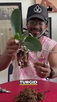 How to Tell If Orchid Roots Are Dead or Healthy