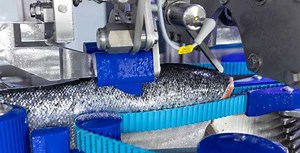 SOTRA FISKEINDUSTRI INVESTS IN A NEW MAREL FILLETING LINE