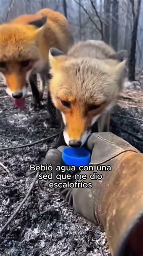 A fox jumped into my car escaping from the fire