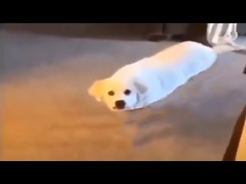 CURSED DOG