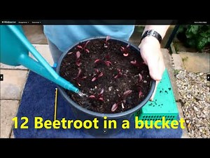 Twelve Beetroot growing in a small bucket, 'Start To Finish' Grow 'Beet's' in Buckets. Baby Beet's.