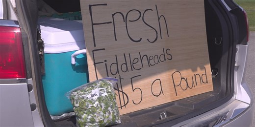 Fiddlehead season in the county