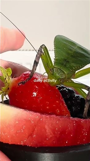 Feeding my Giant hooded katydid #katydid