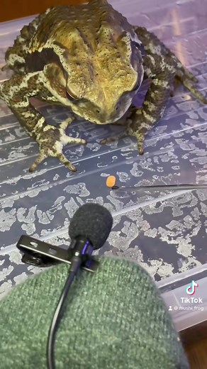 Relaxing Frog ASMR Sounds with RANA