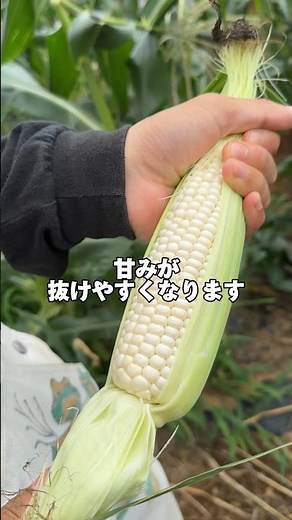 【必見】とうもろこしを美味しく保存する方法【今が旬】 #農業 #野菜 #家庭菜園 #収穫 #とうもろこし