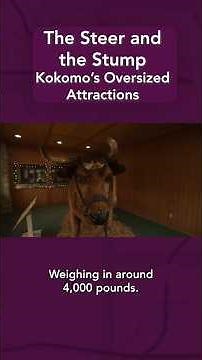 The Steer and the Stump the Oversized Attractions of #Kokomo #Indiana #weird #roadsideattractions