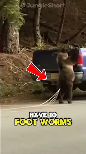 The Giant Parasites Living Inside Bears 😱