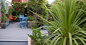 How to grow cordyline