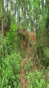 Full video 45 Days I Built a Bushcraft Survival Wooden House Underground #diy #bushcraft #shelter | The Gaurdians