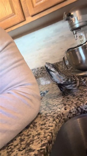 Daily hangout with the lizard lady #reptile #pet #dragon #lizard #iguana