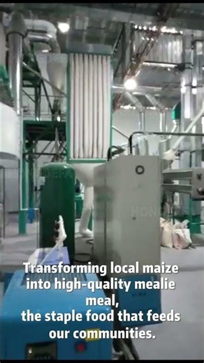 From Raw Corn to Premium Flour in 50 Sec! | 50T/24H Complete Maize Milling Line