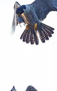 130K views · 490 reactions | Eagle 礪 Vs eagle 礪 fighting  ! #EaglesNation #Eagles #EaglePride #fightingforfreedom #wildlife #willdlifepark #animallover | wildlife park | Facebook