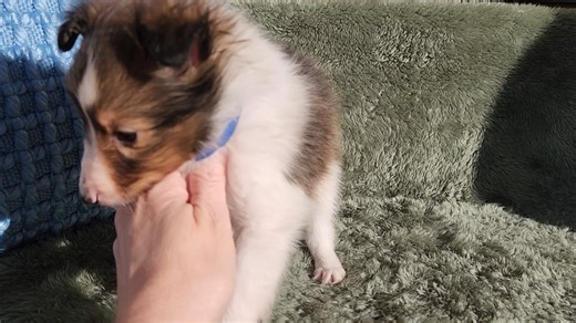 Shetland Sheepdog - Sheltie puppy for sale