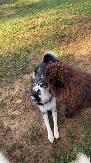 Playful Interaction Between Two Adorable Dogs