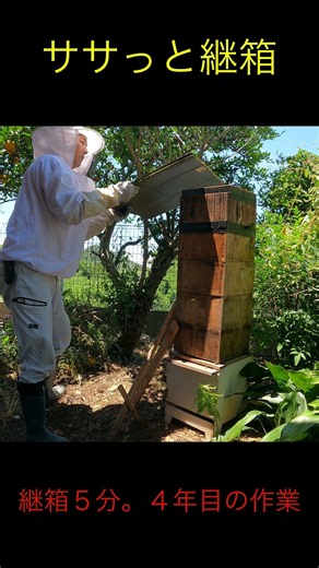 日本ミツバチの継箱作業！4年目ともなると5分で完了？秋が楽しみです🐝