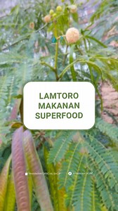 39K views · 587 reactions | Makanan sepele tapi ternyata superfood di luar negeri? #lemtoro #superfood #petaichina #mahakamagro #pertanian #petani #paktoko #lamtoro | Mahakam Agrochemical | Facebook