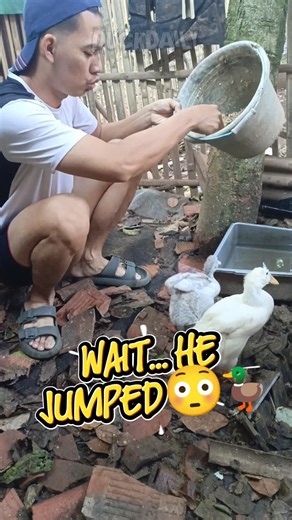 Hungry Duck Jumps for Food 🦆🔥