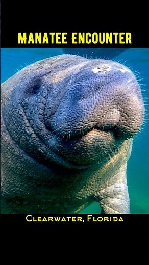 We got Surrounded by Manatees in Clearwater Florida