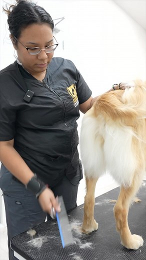 51K views · 129 reactions | Follow the lines when trimming the pants! #doggrooming | Northern California Grooming Academy | Facebook