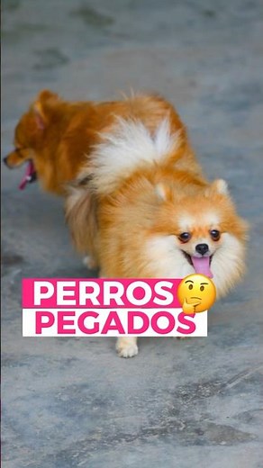 NO Los SEPARES! Perros Abotonados #shorts #perros #perro #perritos