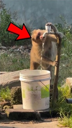 Monkey Shuts Off Faucet After Drinking. Insane.