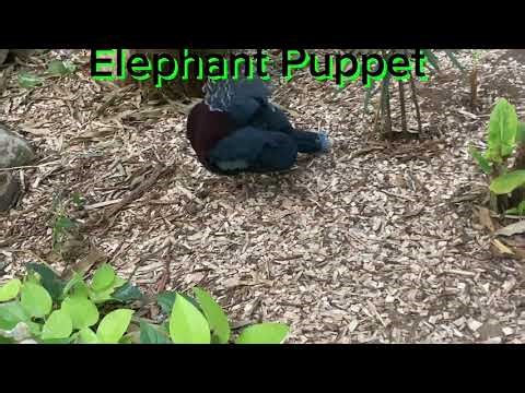 Elephant Puppet meets the crowned pigeon