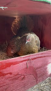 It’s a dicey time to collect or candle a hens eggs 😈 in all seriousness though, we don’t think they are the devil! A hen that’s protective of her nest is our preference 🐣❤️ #ladyamherstpheasant #pheasantsofinstagram #hotoffthenest #swinhoespheasant #woodduck #ducksofinstagram #greypeacockpheasant #blackshoulderpeacock #peacocksofinstagram #temminckstragopan | Hot Off The Nest