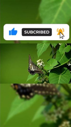 Is it a butterfly or a moth? How to tell the difference
