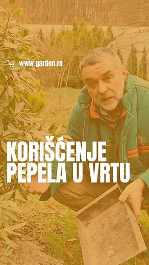 Sezona grejanja je u punom jeku 🌨️❄️ Ako se grejete na drva, pepeo možete iskoristiti da obogatite kvalitet zemljišta, a samim tim i pomognete biljkama. Evo konkretan primer kako mi to radimo i još par saveta na tu temu 🪵 Podelite drugima, budite hortikulturni 🪴 🌸 CVETNI POZDRAV 🌸 | Garden.rs