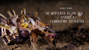 23K views · 774 reactions | The Majestic Flamboyant Cuttlefish.. Discover again its incredible behavior at the bottom of the ocean.. Wishing you a good viewing and a nice week.. | OceanVizion | Facebook