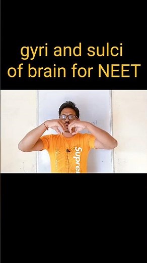 gyri and sulci of brain #science #NEET #biology