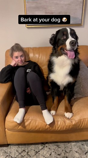 Bark at Your Dog - Understanding Bernese Mountain Dog Behavior