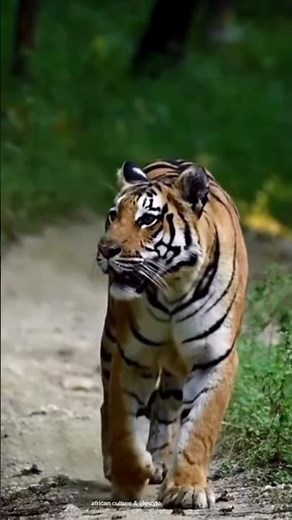 The King of the Jungle Strikes! 🐅💥 #shortsfeed #viralvideo #trending #explore #hunting #shorts