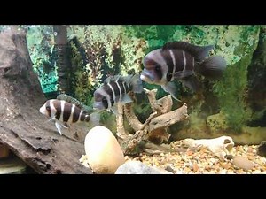 Burundi Frontosa Cichlids